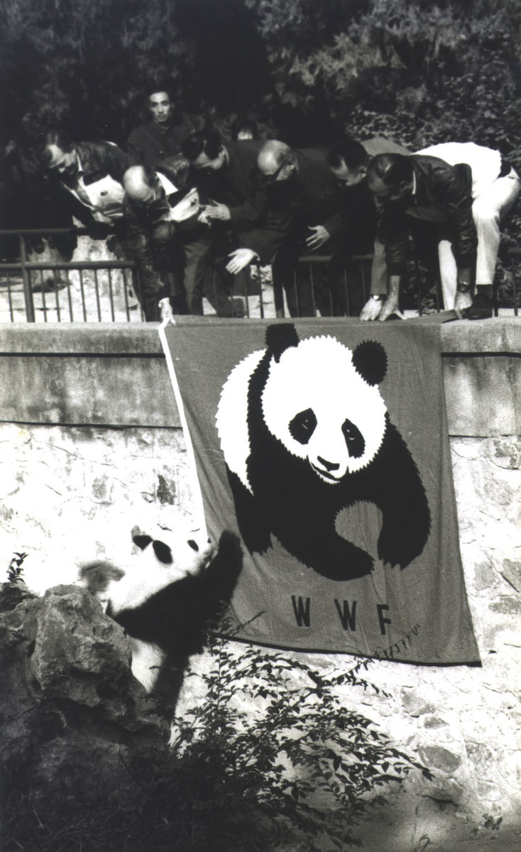 The Panda Behind the World Wildlife Fund's Logo | PopIcon.life