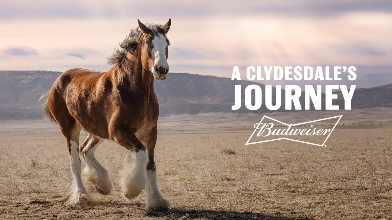 clydesdale horse with budweiser logo